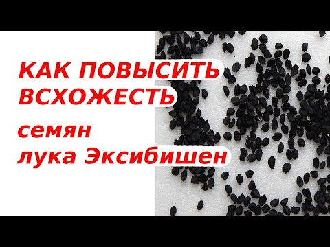 Видео: Рассадный марафон | Сделайте это перед посевом семян лука Эксибишен, иначе он взойдёт плохо