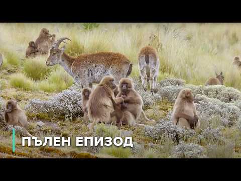 Видео: Бабуински кланове павиани се бият за територия | Звезди на дивата природа 107