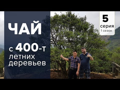 Видео: Чай с 400-т летних деревьев. Данцуны Гушу Ча. Древние чайные сады Гуандуна.