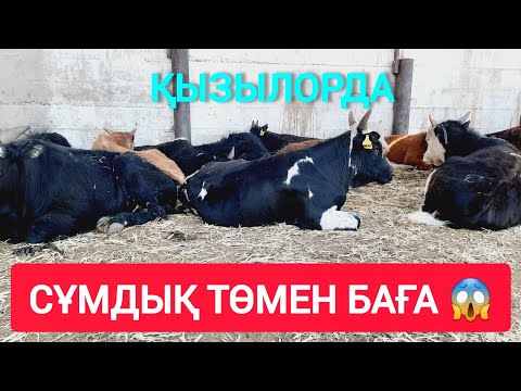 Видео: ҚЫЗЫЛОРДА МАЛ БАЗАРЫ, 1 ТУҒАН СИЫР БАСПАҚ ҚАШАР БҰҚА БАҒАЛАРЫ.