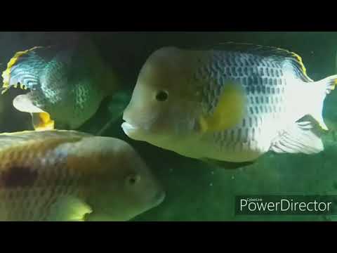 Видео: Жестокий мир Бирюзовых Акар . Взаимоотношения цихлид в аквариуме ( Акарыч)