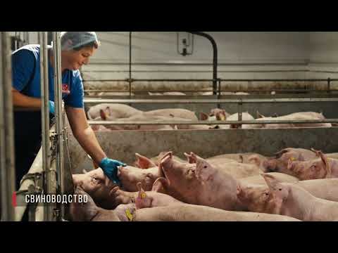 Видео: Агрохолдинг "Ясные Зори"