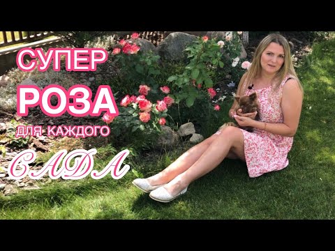 Видео: А она мне нравится, нравится, нравится! Неукрывная роза 🌹 Rose Jubile du Prince de Monaco