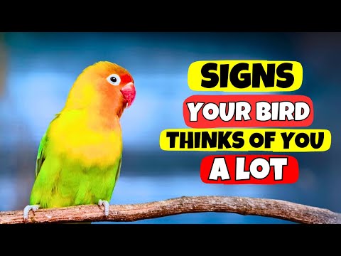 Видео: Я никогда не знала, что моя птица любит меня… пока не заметила ЭТОГО