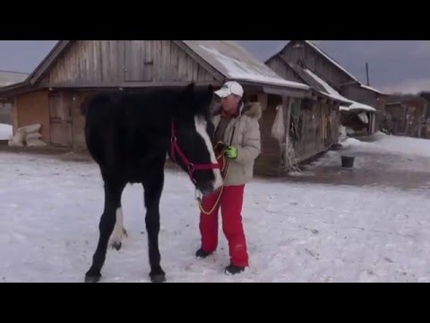Видео: Оповоживание жеребёнка.