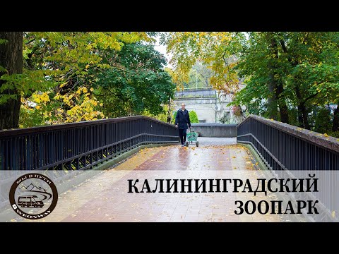 Видео: Калининградский зоопарк