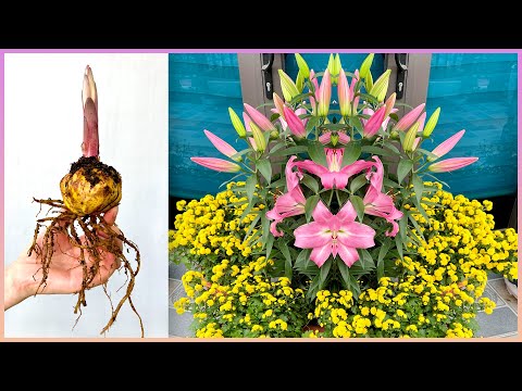 Видео: Как вырастить лилии очень просто, легкий уход, создать роскошный пейзаж для вашего дома