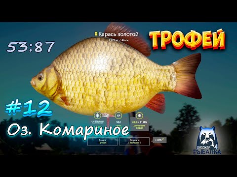 Видео: Трофейный золотой карась на Комарином озере\\Русская рыбалка 4 №12