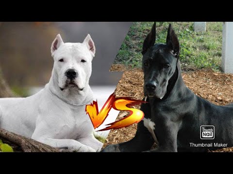 Видео: Аргентинский дог против Немецкого дога//Сила укуса//Animals Battle//Версус//Кто сильнее//