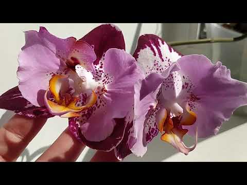 Видео: Мои цветущие орхидеи. Сентябрь 2023г.🌺🌺🌺