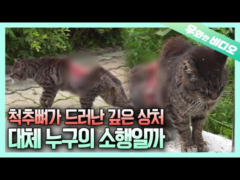 Видео: Ужасающая рана, показывающая позвоночник, что с ним случилось ...?