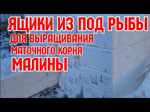 Видео: Ящики из под рыбы, для выращивания саженцев!