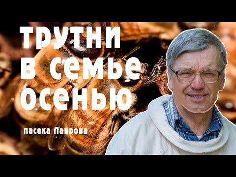 Видео: Трутни в семье осенью  - это тревожный признак.