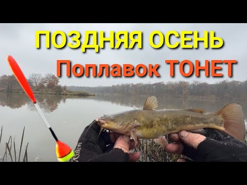 Видео: Поздняя осень, а рыба клюёт! Поплавок в ноябре