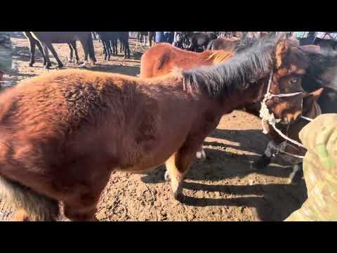 Видео: Тай-Кулун / Каракол мал базар/ 16-ноябрь