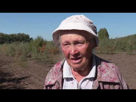 Видео: Трудовая деятельность профессора Алтайского ГАУ Елизаветы Ивановны Пантелеевой