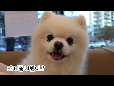 Видео: Щенок впервые за 10 лет съел покупные лакомства