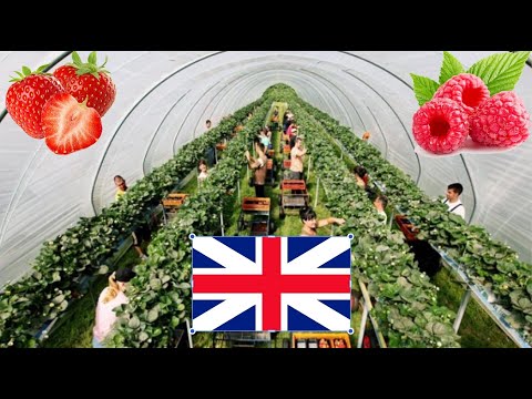 Видео: РАБОТА НА ФЕРМЕ. СБОР ЯГОД. КЛУБНИКА.СЕЗОННАЯ РАБОТА. ОТВЕТЫ НА ВОПРОСЫ