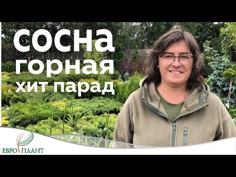 Видео: Сосна горная. Топ 10 лучших сортов!!!