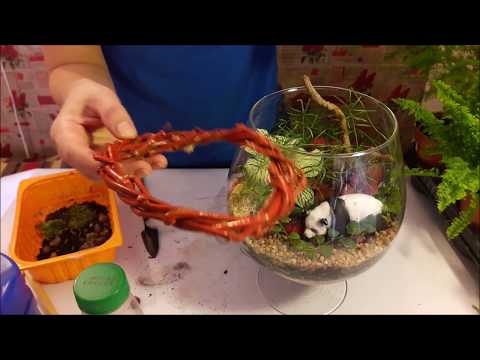 Видео: Флорариум для начинающих