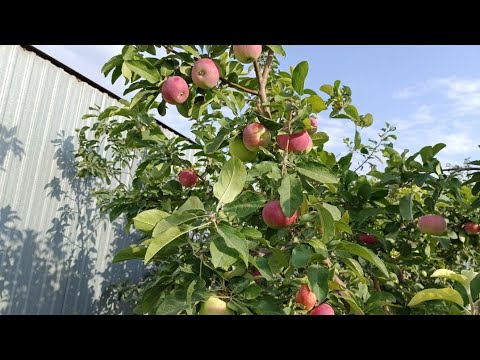 Видео: Алма ,алмұрт өсіру. Сульфат калий. Суперфосфат.  Доломитовая мука.#баубақша #тыңайтқыш