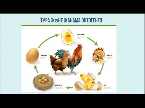 Видео: Жыныс жүйесі.  Бағаналы жасушалар