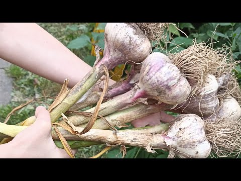 Видео: КАК ВЫРАСТИТЬ ТАКОЙ ГИГАНТСКИЙ ЧЕСНОК! ГДЕ ВЗЯТЬ ЭТОТ ЧЕСНОК НА ПОСАДКУ. ВЫРАЩИВАНИЕ ЧЕСНОКА