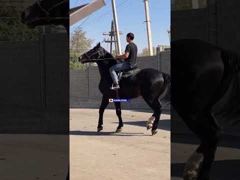 Видео: 11 ноября 2025 г.