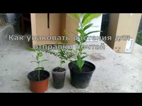 Видео: Как упаковать растения для отправки почтой
