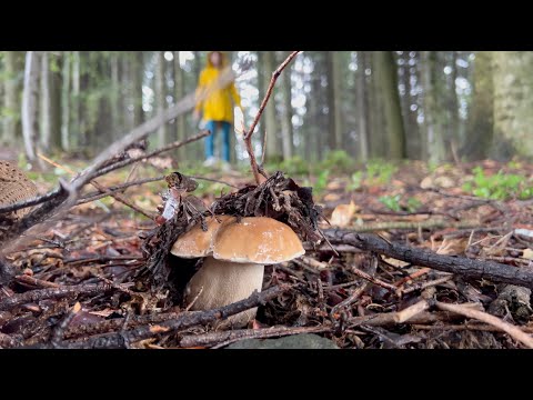 Видео: Ми поїхали за Білими Грибами. Гриби 2024