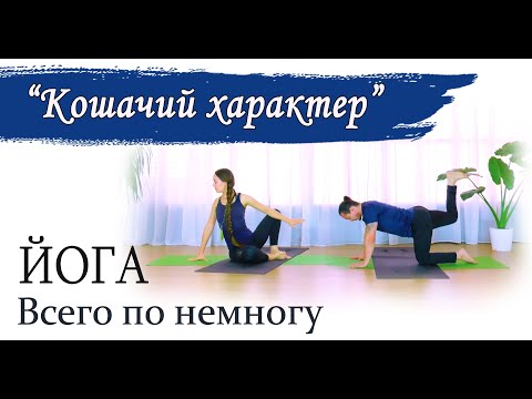 Видео: Развивающая практика Йоги | для начинающих и опытных | "Кошачий характер" | ЙогаБанда