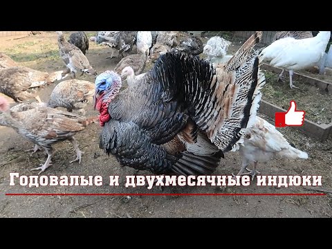 Видео: Годовалые и двухмесячные индюки