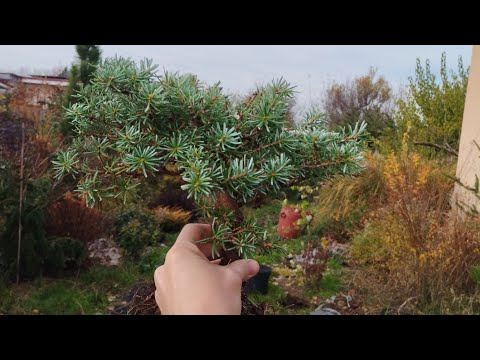 Видео: Ялиця корейська Blauer Eskimo. Посадка,обрізка