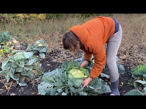 Видео: Ніхто не захотів в мене купляти кашні гарбузи 🎃 