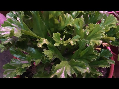Видео: Асплениум аsplenium antiquum ‘Leslie’ миниатюра, пересадка и уход.
