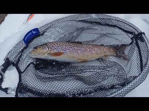 Видео: НА ЧТО ЛОВИТЬ ФОРЕЛЬ В ПОЛОВОДЬЕ В МУТНОЙ ВОДЕ?   КЛЮЁТ ИЛИ НЕТ?