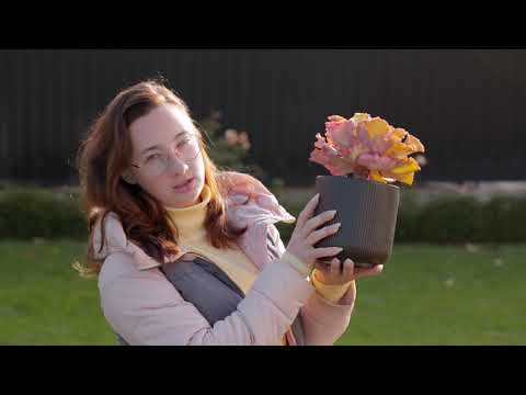 Видео: Как переукоренить эхеверию. Срез головы суккулентам.