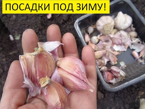 Видео: Посадка озимого чеснока. Что нужно знать, чтобы получить хороший урожай?