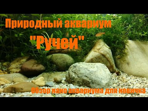 Видео: 1. Природный аквариум "ручей". Обзор нано аквариума для новичка.