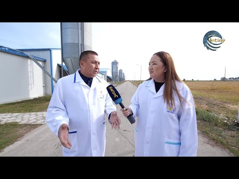 Видео: ҚАЗАҚСТАНДАҒЫ ҚҰС ШАРУАШЫЛЫҒЫ ШЕТЕЛ ТАУЫҚТАРЫНА ТӘУЕЛДІ / AGROLIFE / 21.10.2022