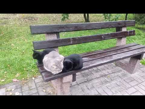 Видео: В осеннем парке Тельбин..18.10.2025 г 