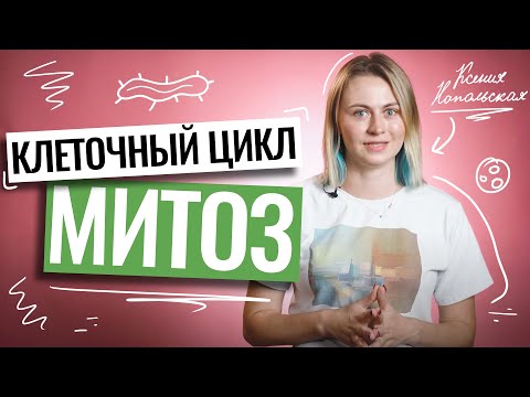 Видео: Клеточный цикл: митоз | ЕГЭ по биологии | Ксения Напольская | 100балльный репетитор