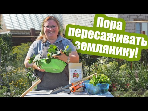 Видео: 3 простых способа ПЕРЕСАДИТЬ ЗЕМЛЯНИКУ на новое место!