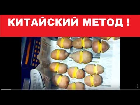 Видео: Картофель. Китайский МЕТОД. 2015 .