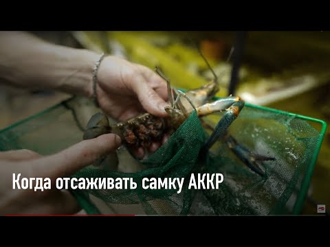 Видео: Когда отсаживать самку АККР