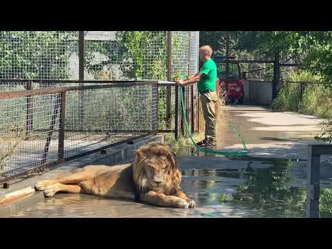 Видео: Такого НИКТО НЕ ВИДЕЛ! Старенького льва КУПАЮТ из ШЛАНГА!