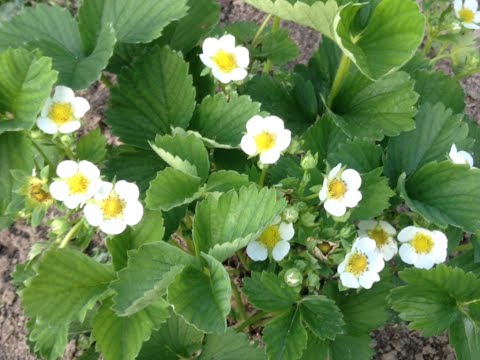 Видео: 61.Клубника летом. Борьба за урожай продолжается.