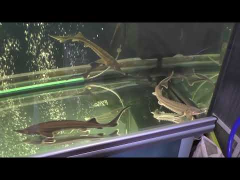Видео: осетр в аквариуме , за месяц не плохой результат
