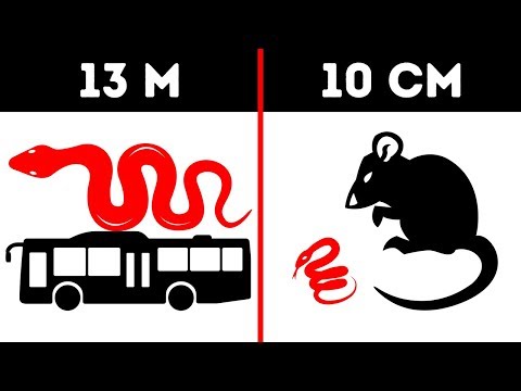 Видео: 17 самых неожиданных сравнений, которые вы когда-либо слышали