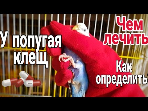 Видео: У попугая клещ. Как вылечить чесоточного клеща.